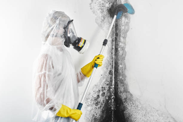 Best Industrial Mold Remediation  in Wichita, KS